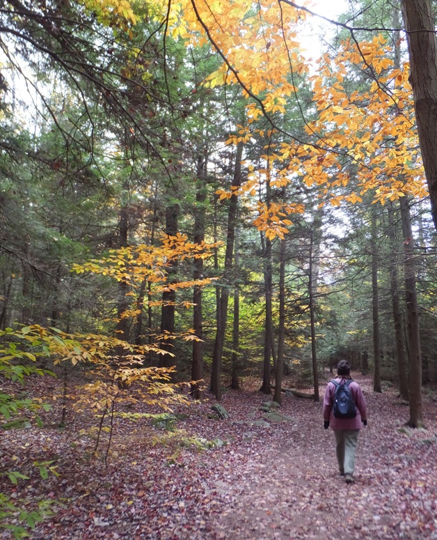 Norma walking through a forest with a mix of evergreen and deciduous trees