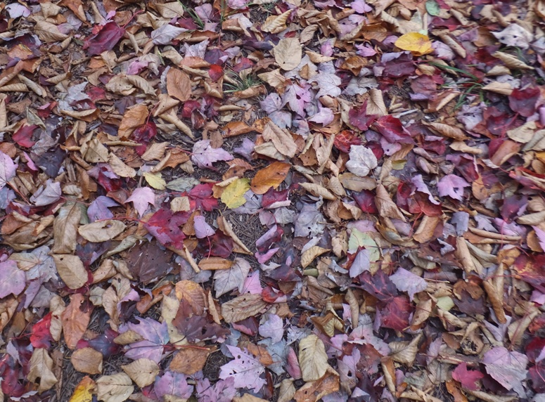 A variety of colored leaves on the ground