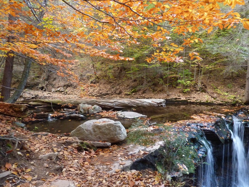 Big log, fall colors, and water at the top of the falls