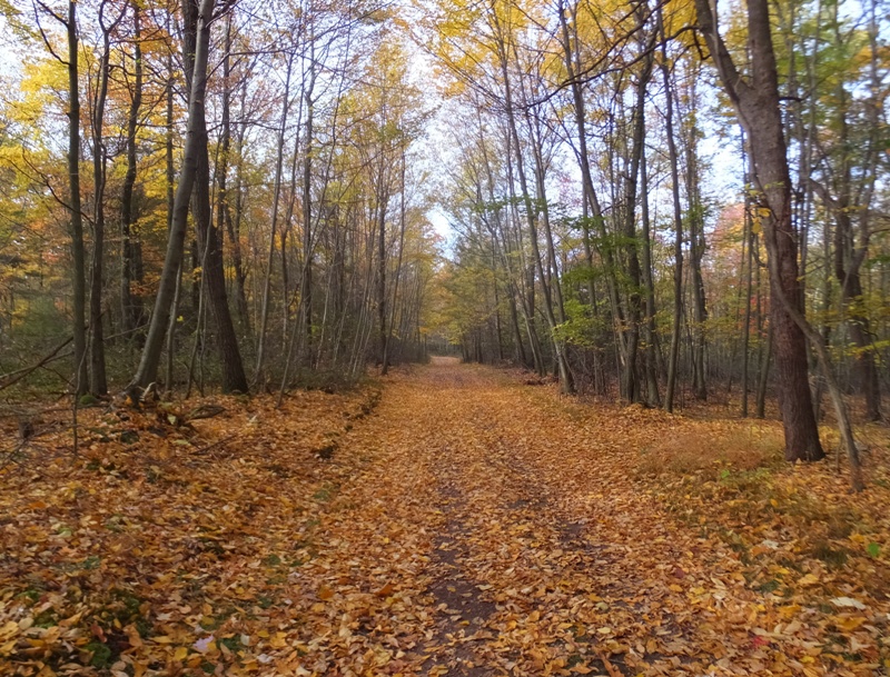 A wide road through the woods covered in autumn leaves