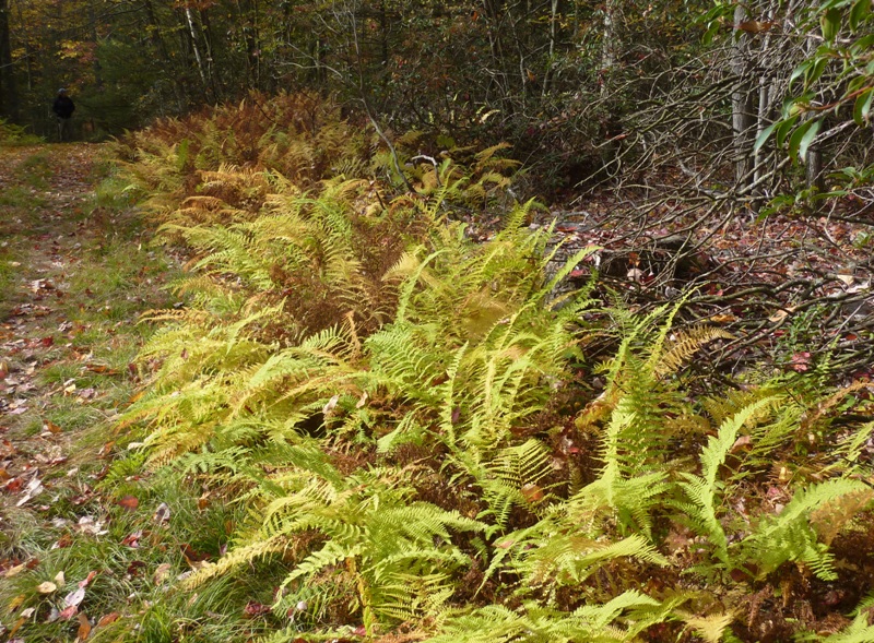 Several ferns lined the trail