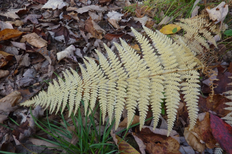 An individual fern