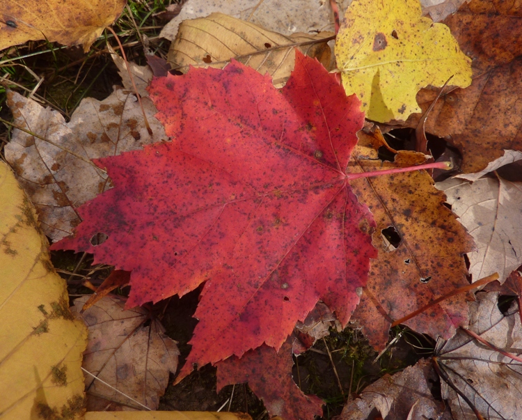 Red maple leaf