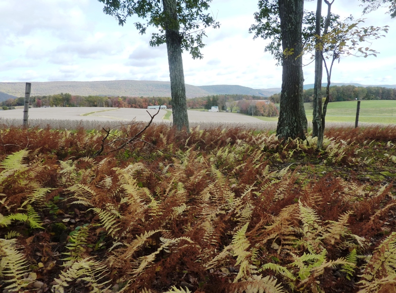 Ferns starting to turn brown