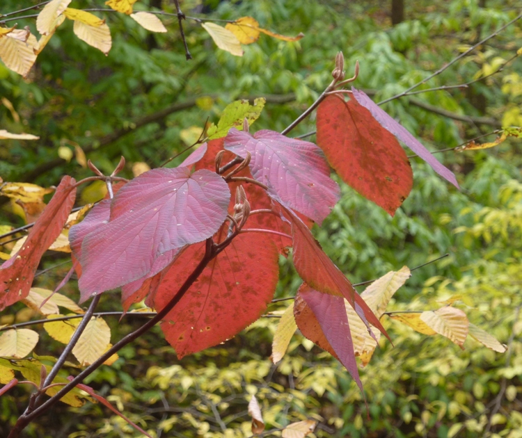 Red leaves