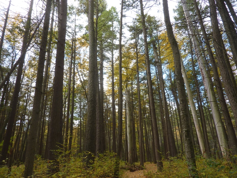 Forest of tall, straight trees