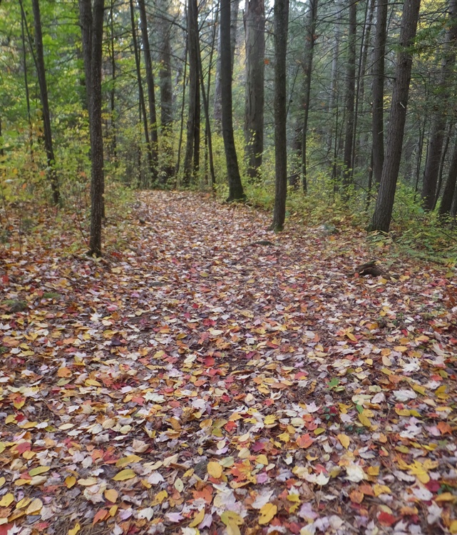 Colorful leaves on ground