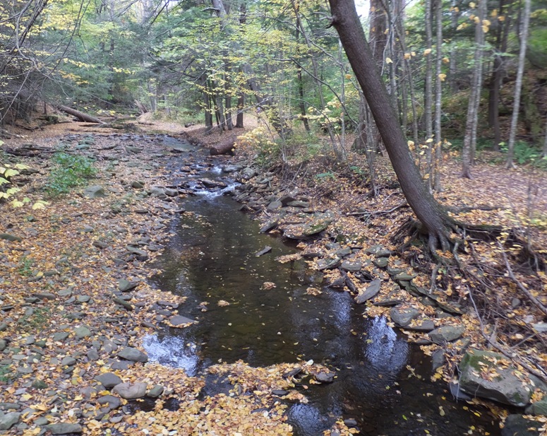 Shallow part of the creek