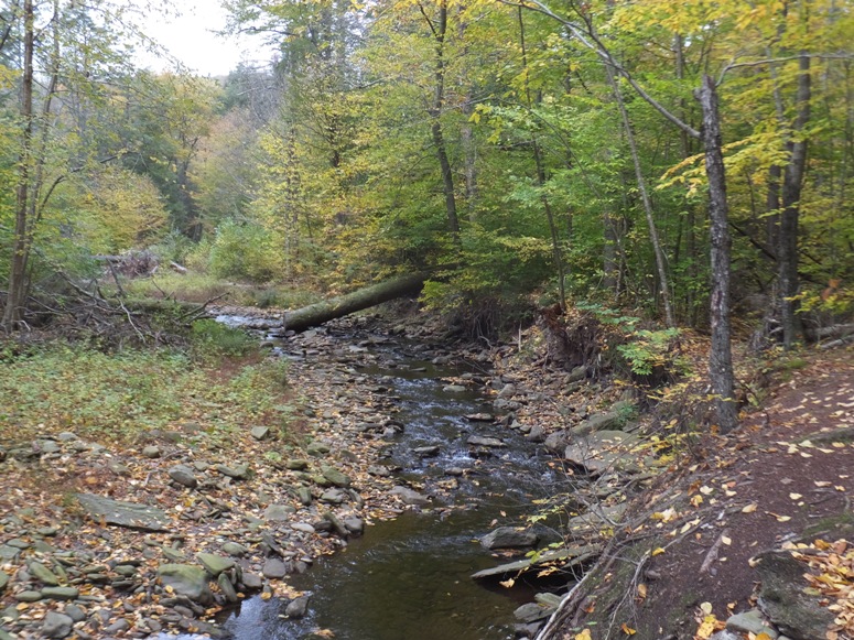 Kitchen creek with big downfall and trail on the right