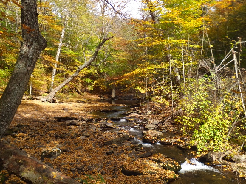 Dramatic fall colors along the creek