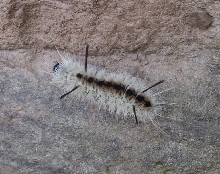 Looking down on a hickory tussock caterpillar