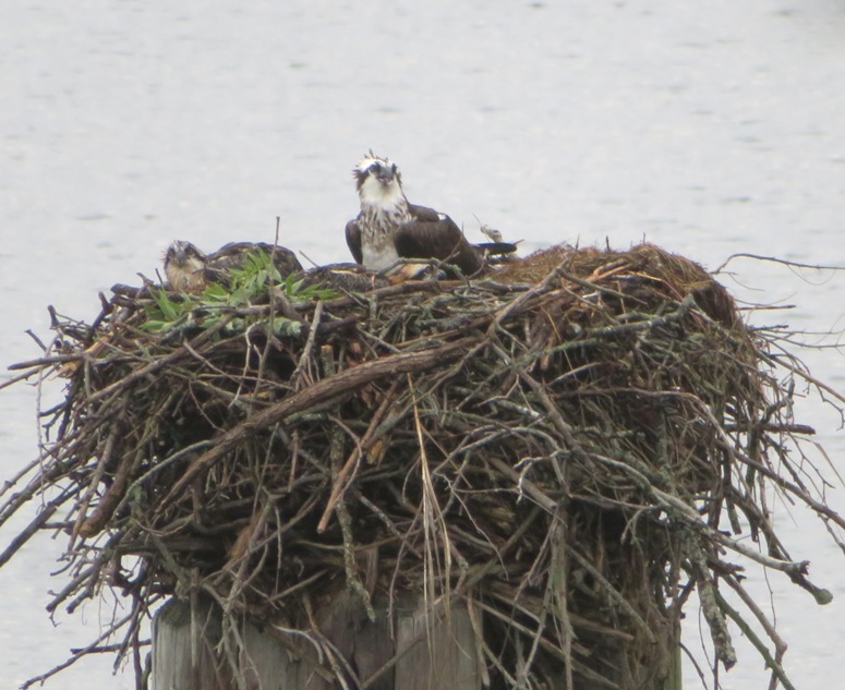 Osprey nest near the Dove