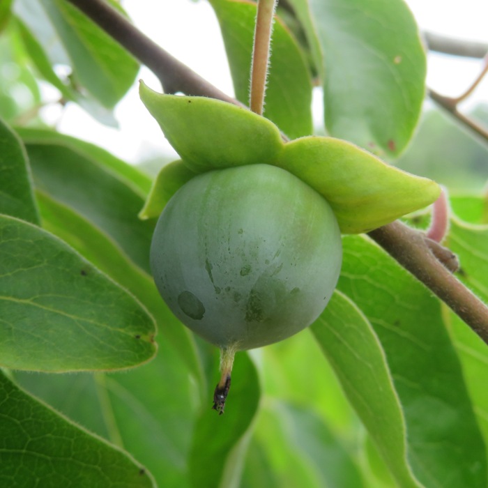 Unripe wild persimmon