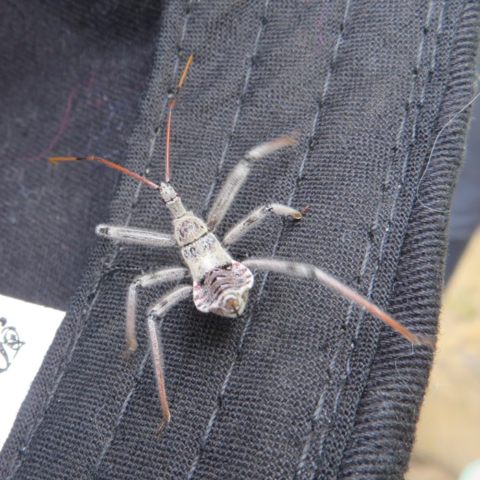 Assassin bug on Allison's hat