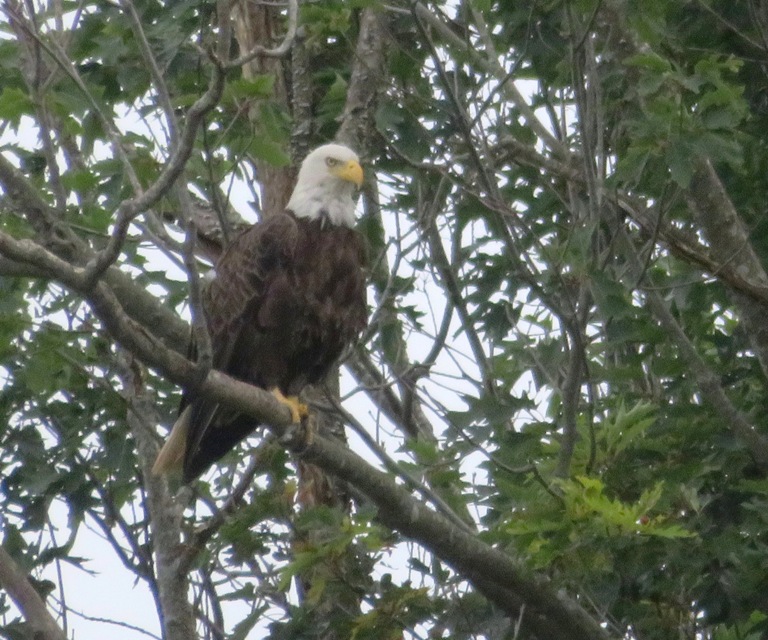 Bald eagle in a tree