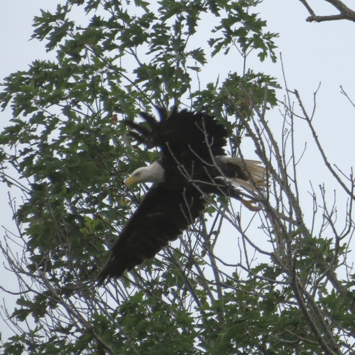 Flying bald eagle