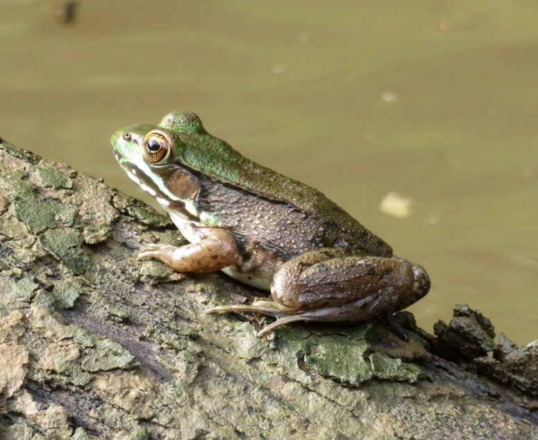 Frog on a log