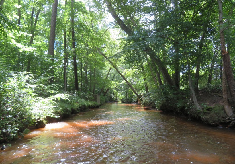 Tree-lined river