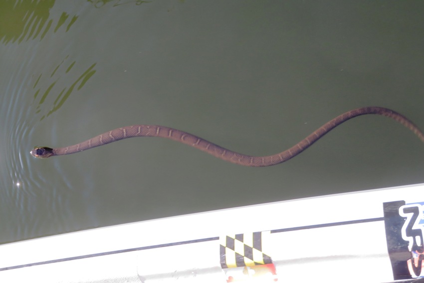 Water snake next to my SUP