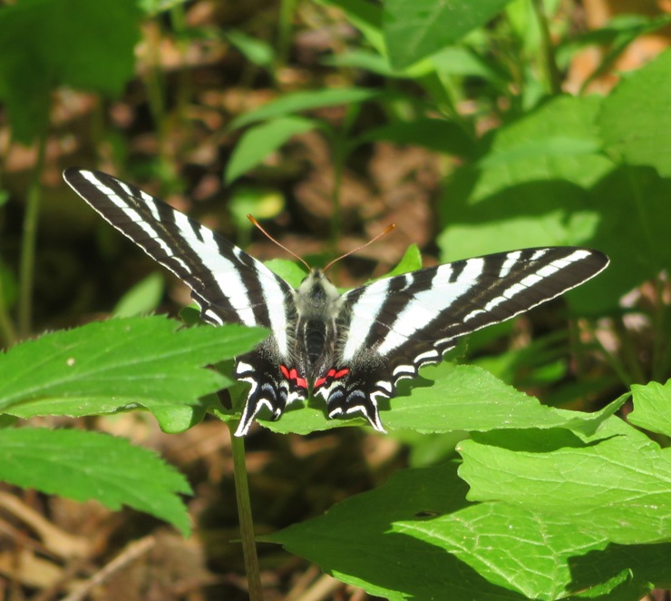 Zebra swallowtail butterfly