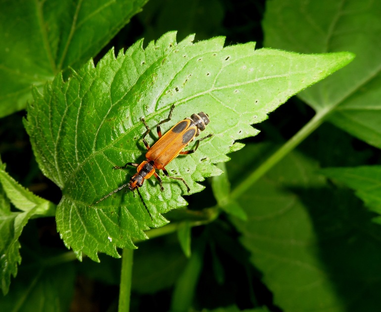 Soldier beetle