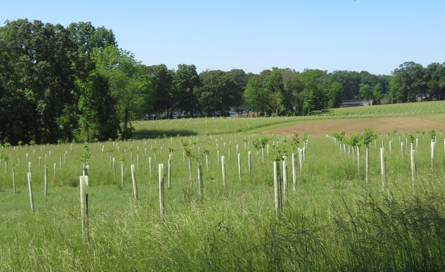 Saplings in open field