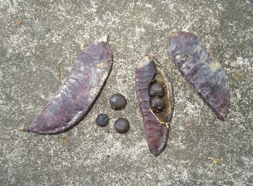 Locust tree seed pods