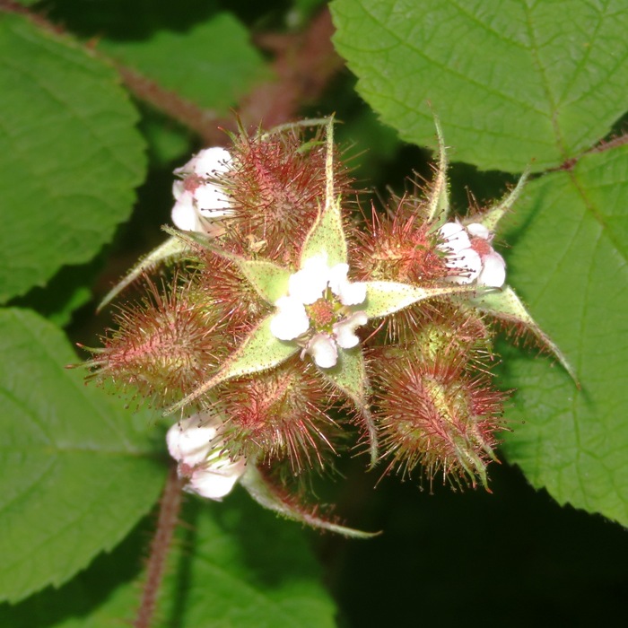 Wineberry flower