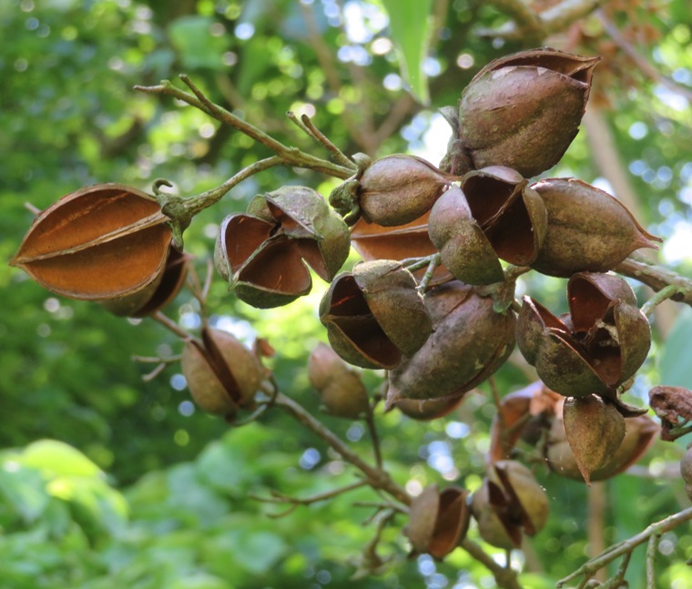 Princess tree seed pods