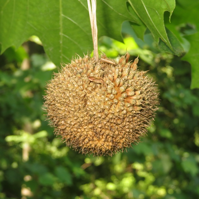 Sycamore seed pod