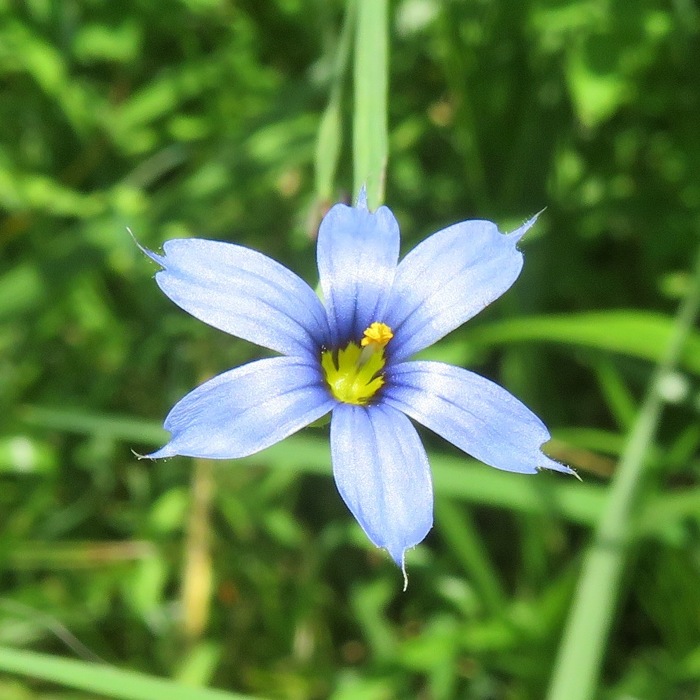 Blue-eyed grass flower