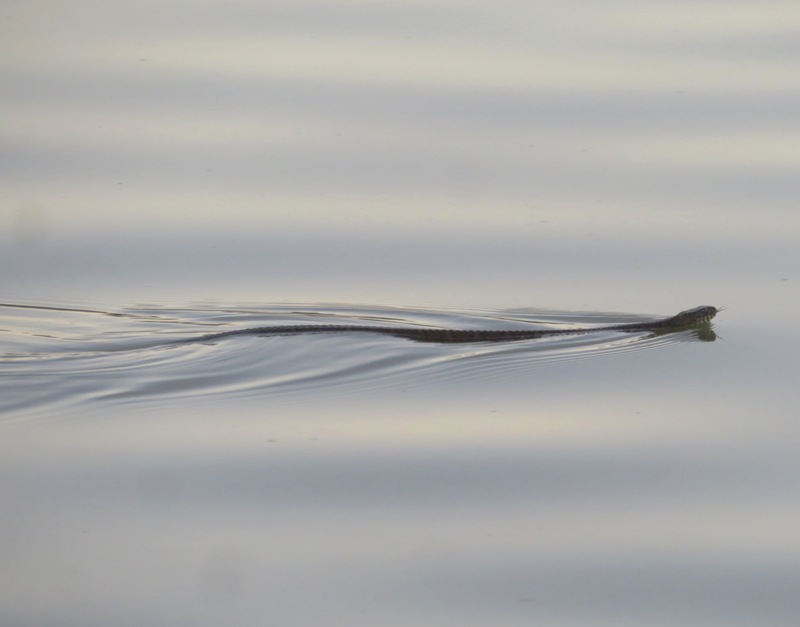 Snake swimming