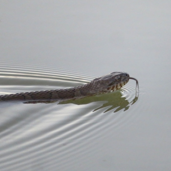 Close-up of snake head with tongue sticking out