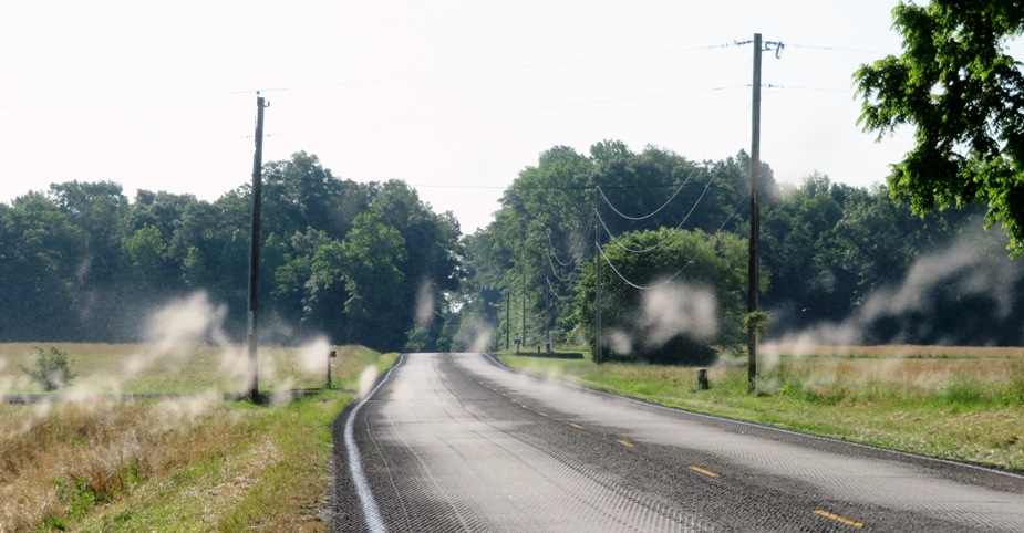 Clouds of insects on road