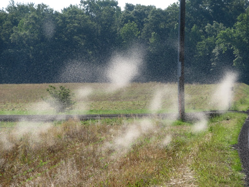 Insect cloud on left