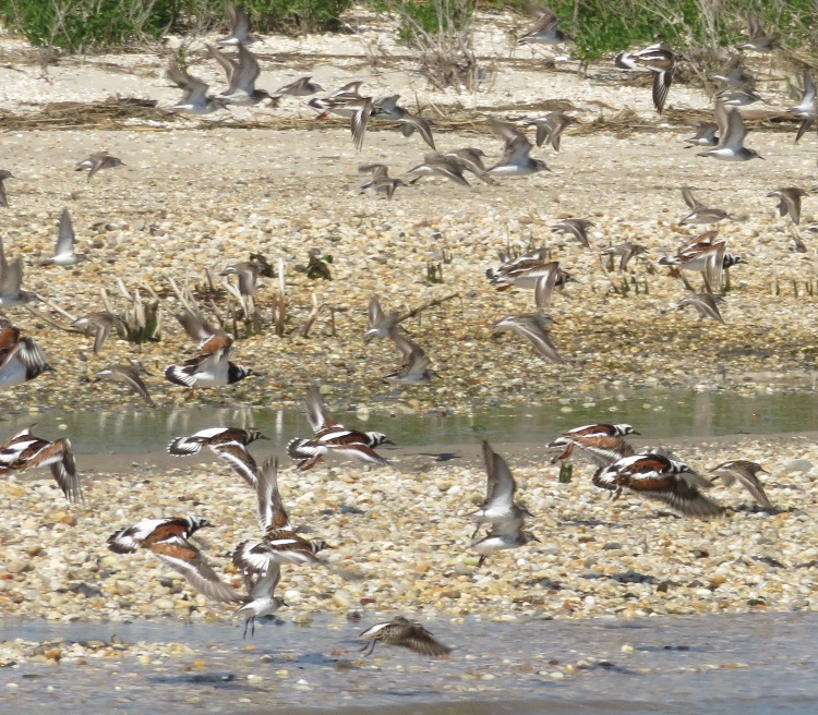 Ruddy turnstones in flight