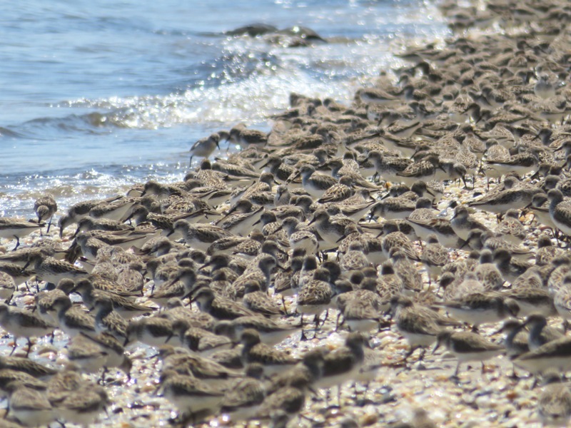 Sanderlings, dunlins and/or semi-palmated sandpipers