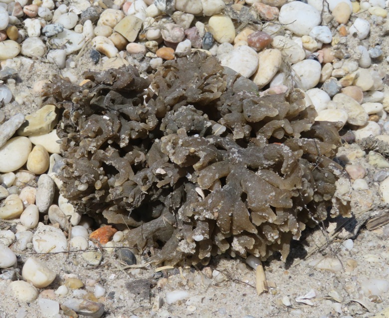 Bryozoan