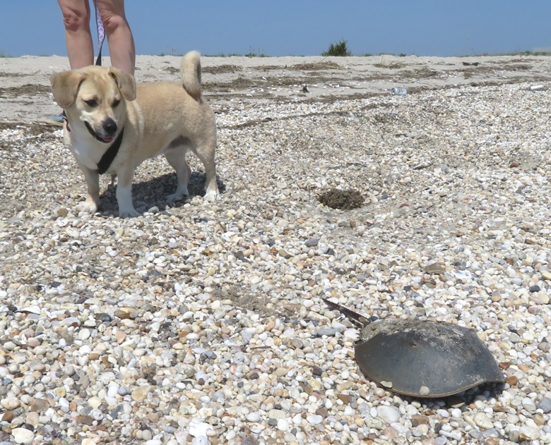 Daphne looking at horseshoe crab