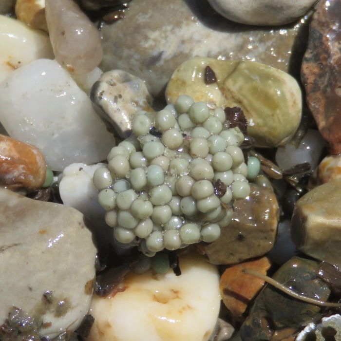 Clump of horseshoe crab eggs