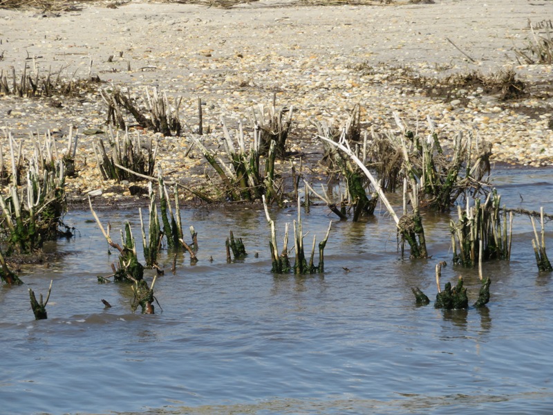 Spiky vegetation in water