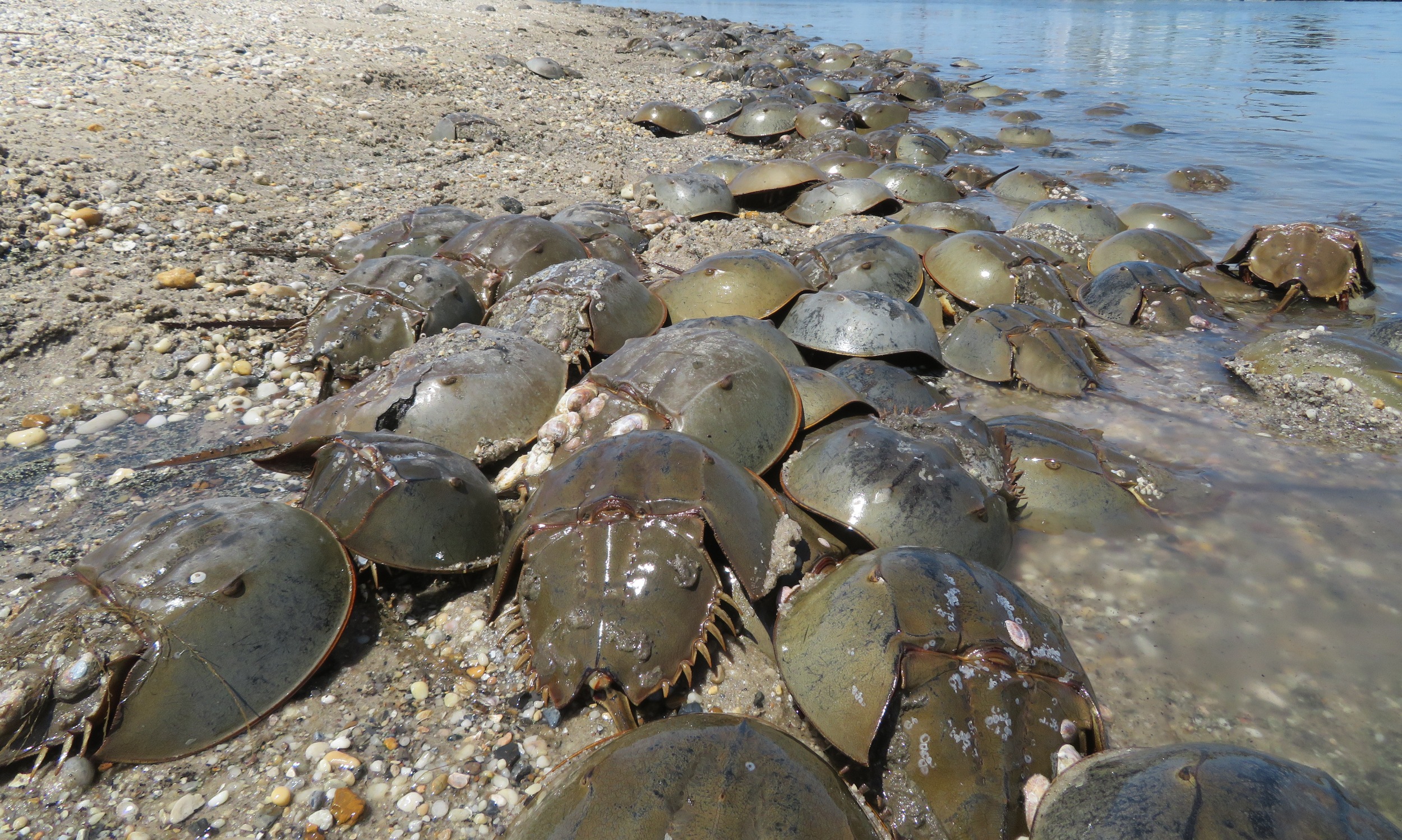 Horseshoe crabs in Delaware on May 30, 2022