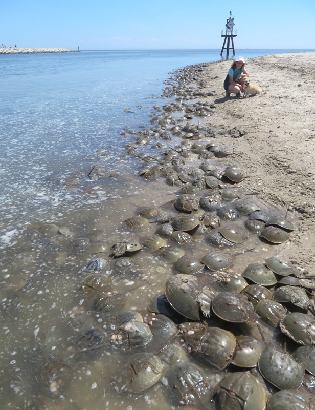 Norma and Daphne with horseshoe crabs