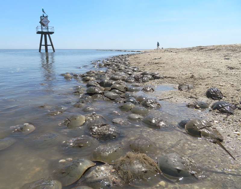 Horseshoe crabs with Norma and Daphne in the distance