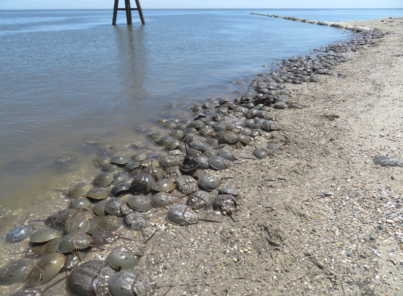 Hundreds of horseshoe crabs on the beach