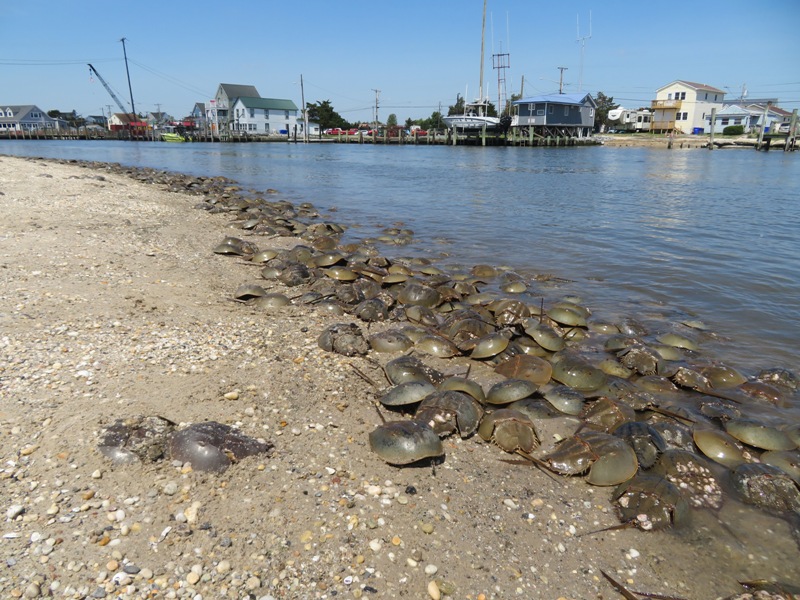 Westward view of horseshoe crabs with Bowers Beach just across the water