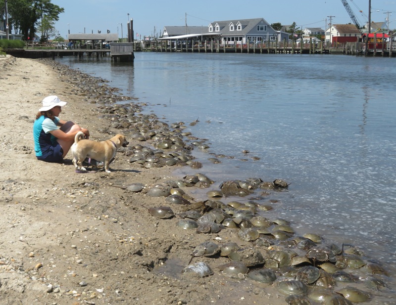 Norma and Daphne sitting on the beach watching the horseshoe crabs