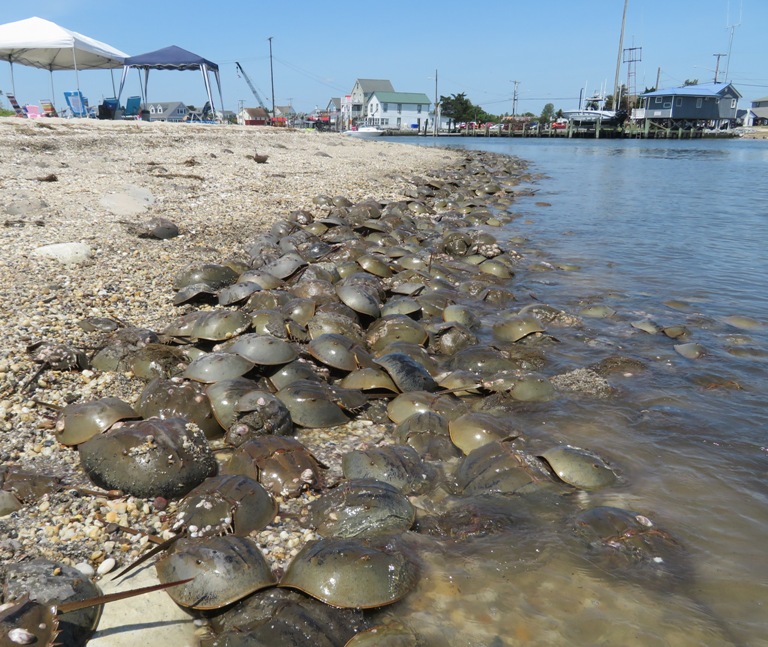 Shot of horseshoe crabs just above their level