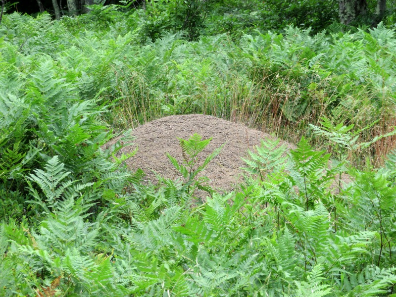 Ant mound