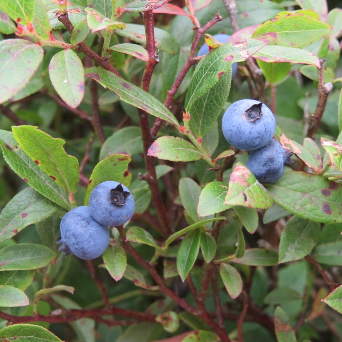 Blueberries